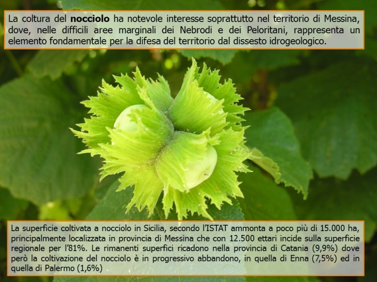 Corylus Avellana – Possibili impieghi nutraceutici del nocciolo